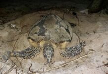 tortue imbriquée Thailande