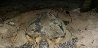 tortue imbriquée Thailande