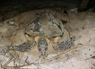 tortue imbriquée Thailande