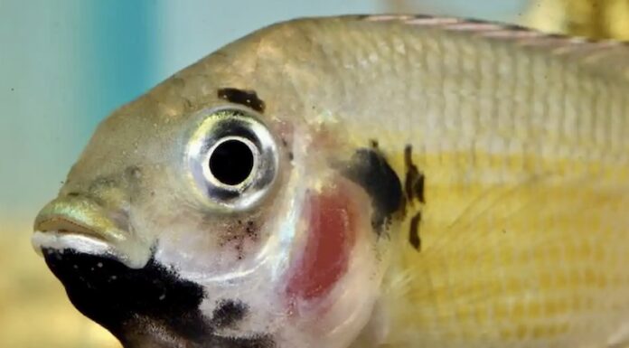BANGKOK – SOCIÉTÉ : Le tilapia, une espèce de poisson qui envahit le fleuve Chao Praya