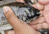 THAÏLANDE – POLLUTION ANIMALE : CP Foods nie toute implication dans la propagation du tilapia noir