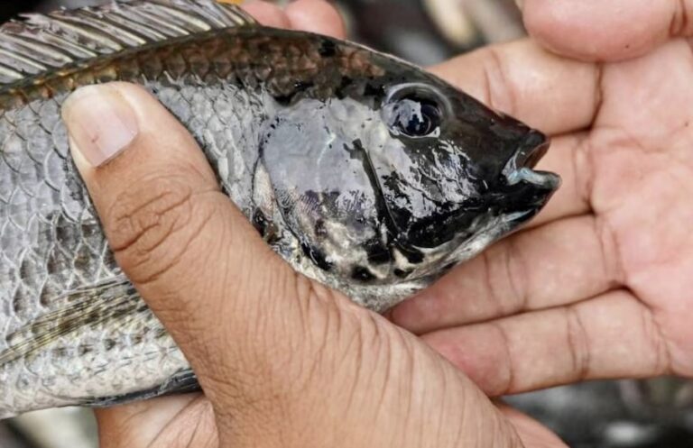 THAÏLANDE – POLLUTION ANIMALE : CP Foods nie toute implication dans la propagation du tilapia noir