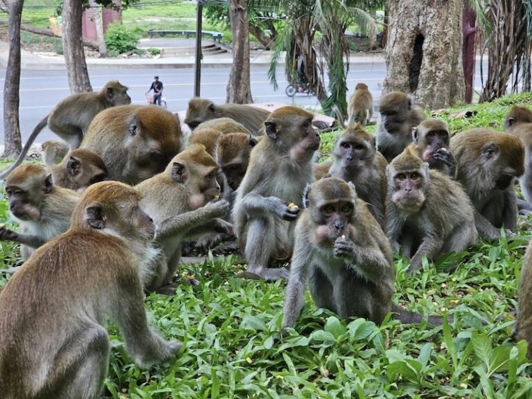 THAÏLANDE EXPRESS – ACTUALITÉS : Que retenir de l’actualité thaïlandaise du 5 au 11 août ?