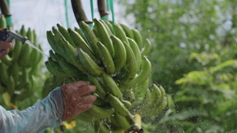 THAÏLANDE – AGRICULTURE : La banane dorée fait fortune