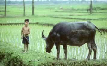 VIETNAM – SOCIÉTÉ : Suivez les pas vietnamiens de Jean-Michel Gallet
