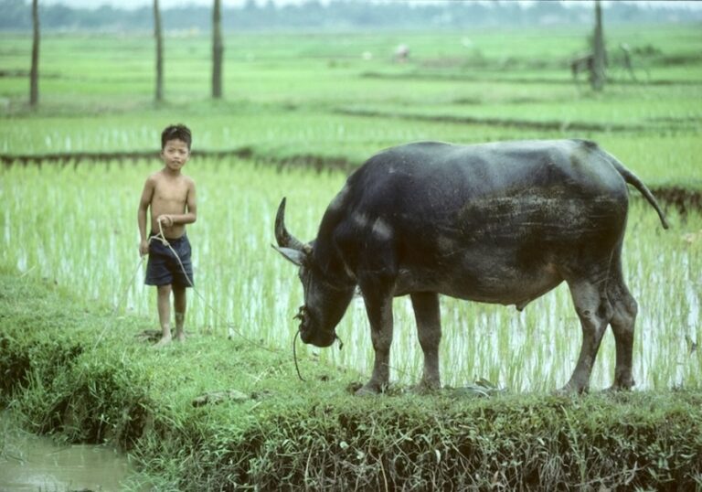 VIETNAM – SOCIÉTÉ : Suivez les pas vietnamiens de Jean-Michel Gallet