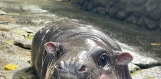 hippopotame pygmée Thaïlande
