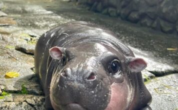 THAÏLANDE – SOCIÉTÉ : On ne touche pas à Moo Deng, le bébé hippopotame star du web ! hippopotame pygmée Thaïlande