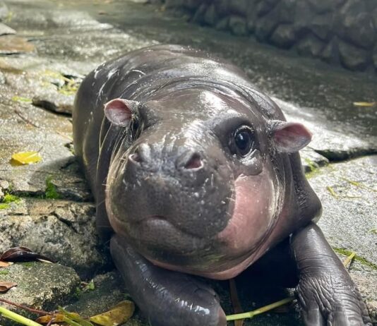 hippopotame pygmée Thaïlande