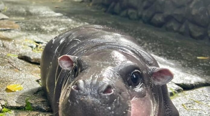 THAÏLANDE – SOCIÉTÉ : On ne touche pas à Moo Deng, le bébé hippopotame star du web ! hippopotame pygmée Thaïlande