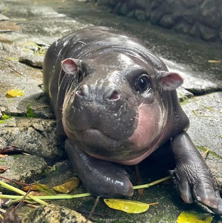 THAÏLANDE – TOURISME : Moo Deng, l&rsquo;adorable hippopotame pygmée, attraction touristique de Chonburi