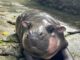 hippopotame pygmée Thaïlande