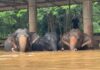 éléphants Chiang Mai inondations