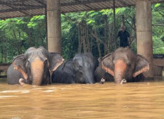 éléphants Chiang Mai inondations