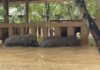 éléphants inondations Thaïlande