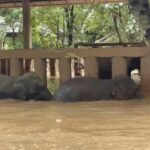 THAÏLANDE – INONDATION : Le drame des éléphants de l’Elephant Nature Park éléphants inondations Thaïlande