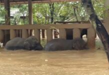 éléphants inondations Thaïlande