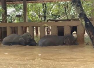 éléphants inondations Thaïlande