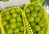 THAÏLANDE – SOCIÉTÉ : Les raisins Shine Muscat importés en Thaïlande conformes aux normes sanitaires Shine Muscat