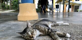 chat singapour