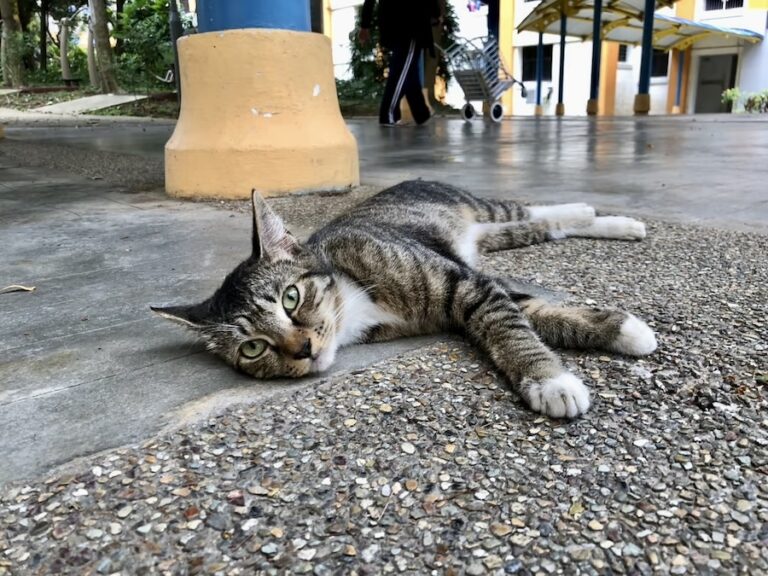 SINGAPOUR – SOCIÉTÉ : Les chats singapouriens, seuls rebelles à l’autorité