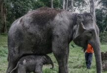 éléphant de Sumatra