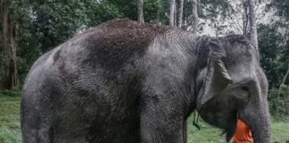 éléphant de Sumatra