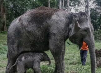 éléphant de Sumatra