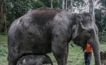 éléphant de Sumatra