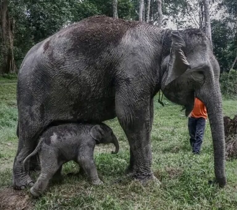 INDONÉSIE – NATURE : Une éléphante de Sumatra est née