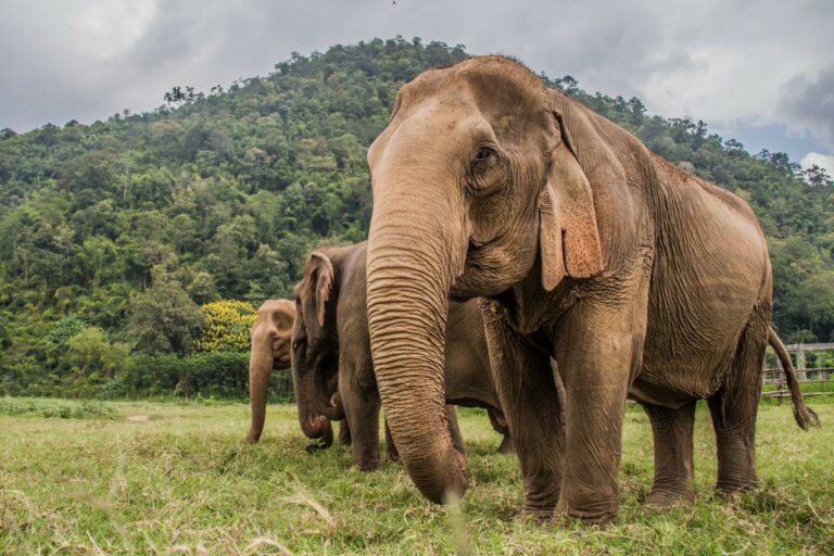 THAÏLANDE – TOURISME : Éléphant tueur à Phu Kradueng