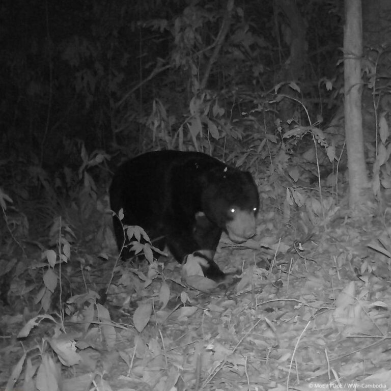 CAMBODGE – NATURE : Un ours malais aperçu dans le sanctuaire de Phnom Prich