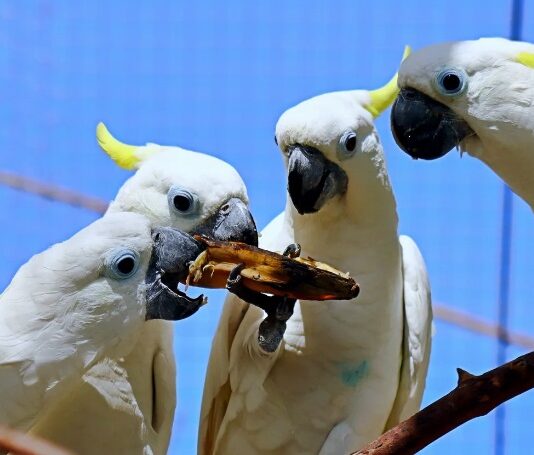 THAÏLANDE – SOCIÉTÉ : Un trafic d’animaux sauvage démantelé