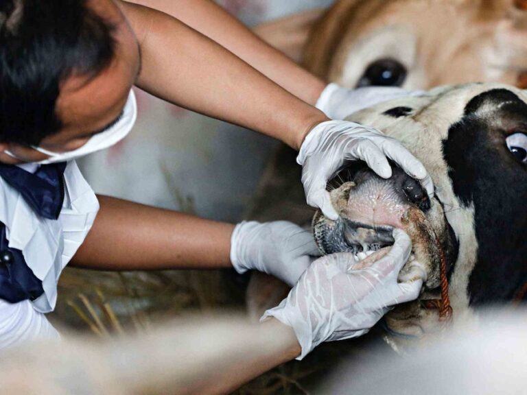 INDONÉSIE – SANTÉ : Campagne de vaccination face à l’épidémie de fièvre aphteuse