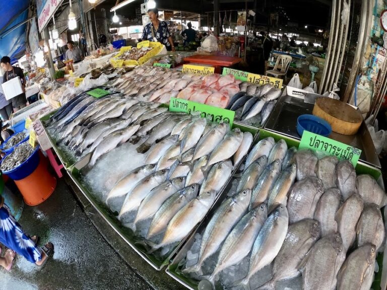 THAÏLANDE – FRANCE : Le « Mercosur du Thon » mobilise les pécheurs français contre les Thaïlandais