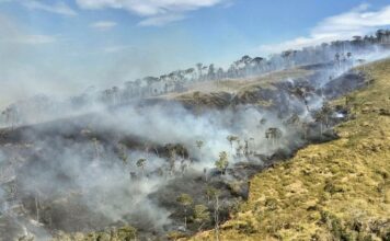 CAMBODGE – ENVIRONNEMENT : Nombreux feux de forêt au Cambodge en janvier