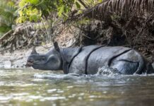 Rhinocéros de Java