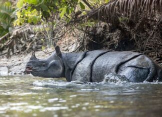Rhinocéros de Java