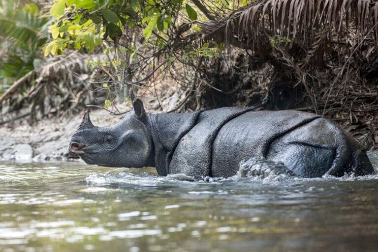 INDONÉSIE – JUSTICE : Six braconniers de rhinocéros de Java condamnés à de lourdes peines de prison