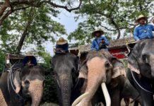 journée de l'éléphant en Thaïlande