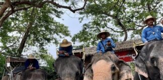 journée de l'éléphant en Thaïlande