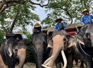 journée de l'éléphant en Thaïlande