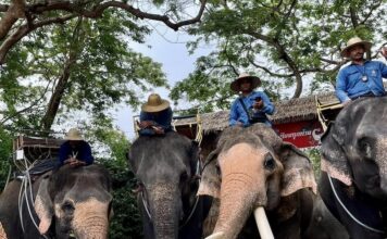 journée de l'éléphant en Thaïlande