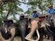 journée de l'éléphant en Thaïlande