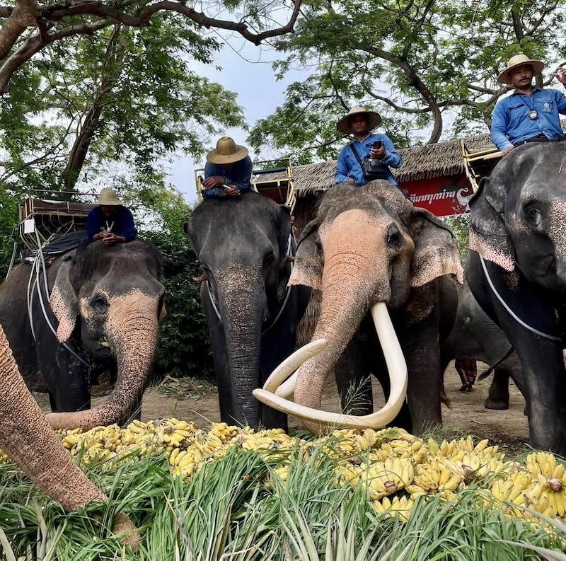 journée de l'éléphant en Thaïlande