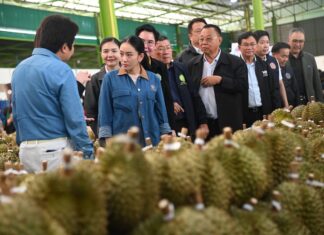 Ing Shinawatra - fruits