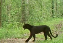 Panthère noire en Thaïlande