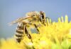 THAÏLANDE – SOCIÉTÉ : Êtes-vous une abeille siamoise ? abeille en Thaïlande