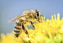 abeille en Thaïlande
