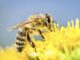 abeille en Thaïlande